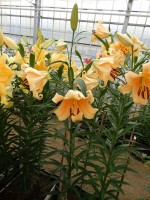 [4142 Eudoxia No201.JPG]